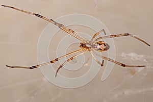 Brown Widow