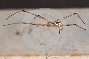 Brown Widow