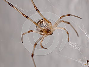 Brown Widow