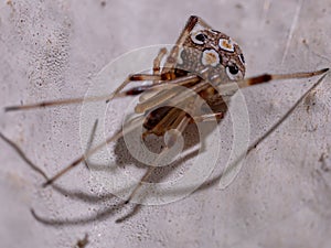 Brown Widow