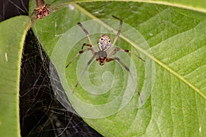 Brown Widow