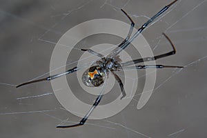 Brown widow spider Latrodectus geometricus