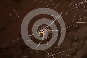 Brown widow spider Latrodectus geometricus