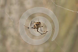 Brown Widow Spider (Latrodectus geometricus) arachnid in web.