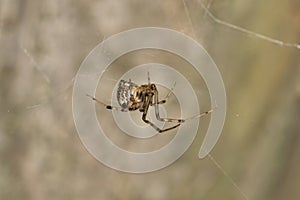 Brown Widow Spider (Latrodectus geometricus) arachnid in web. photo