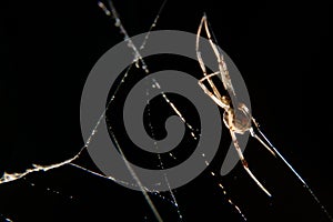 Brown widow spider Latrodectus geometricus