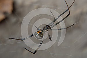 Brown widow spider Latrodectus geometricus