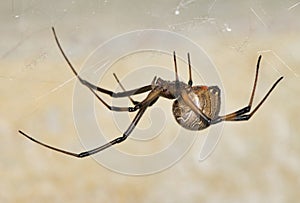 Brown Widow Spider (Latrodectus geometricus) in its web in Houston, TX.