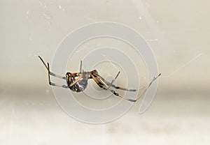 Brown Widow Spider (Latrodectus geometricus) in its web side view copy space.