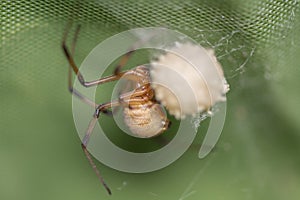 Brown widow spider make sac for its eggs