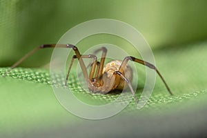 Brown widow spider make sac for its eggs