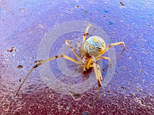 brown widow spider poison macro photography close up