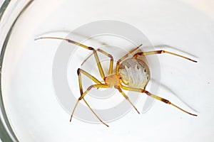 Brown widow spider