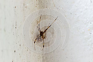 The Brown Widow spider
