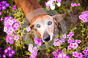 Brown Wiener dog looking up