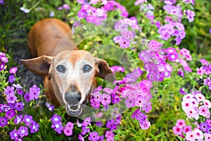 Brown Wiener dog looking up