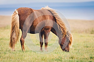 Brown wild beautiful icelandic horse grassing in a field by himself.