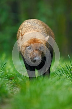 Brown wild Bush Dog, Speothos venaticus, from Peru tropical forest photo