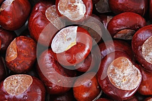 Brown wild chestnuts. Chestnut closeup pattern texture as background. Macro photo