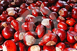 Brown wild chestnuts. Chestnut closeup pattern texture as background. Macro photo