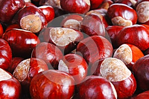 Brown wild chestnuts. Chestnut closeup pattern texture as background. Macro photo