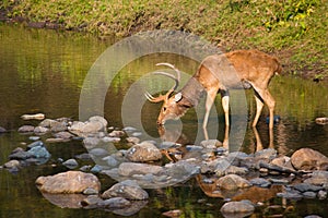 A drinking deer