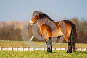 A brown wild Exmoor pony stands against a blue sky. Staring into the distance in a nature reserve in Fochteloo, the