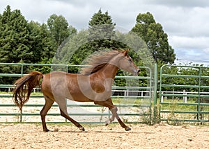 Brown wild Horse