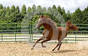 Brown wild Horse