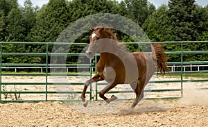 Brown wild Horse