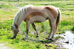 Brown wild horse grazing on pastureland in summer