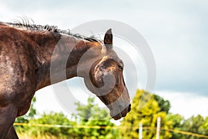 Brown wild horse on meadow idyllic field