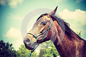 Brown wild horse on meadow idyllic field