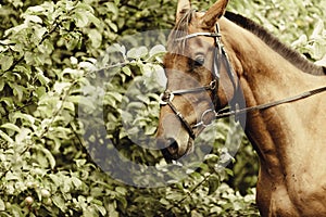 Brown wild horse on meadow idyllic field