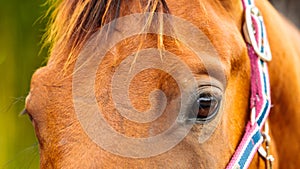 Brown wild horse on meadow idyllic field