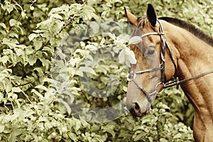 Brown wild horse on meadow idyllic field