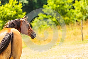 Brown wild horse on meadow idyllic field