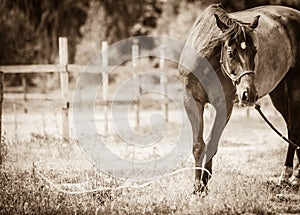 Brown wild horse on meadow idyllic field