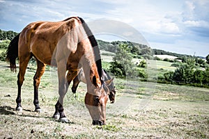 Brown wild horse on meadow idyllic field