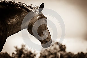 Brown wild horse on meadow idyllic field