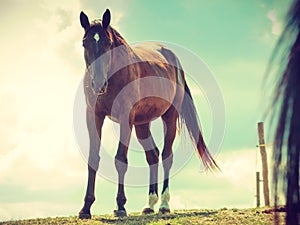 Brown wild horse on meadow idyllic field