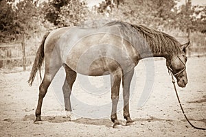 Brown wild horse on meadow idyllic field