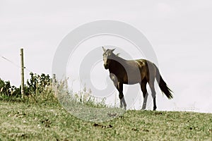 Brown wild horse on meadow idyllic field