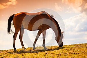 Brown wild horse on meadow idyllic field