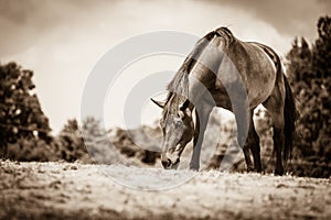 Brown wild horse on meadow idyllic field