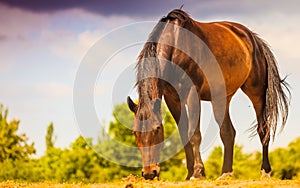 Brown wild horse on meadow idyllic field