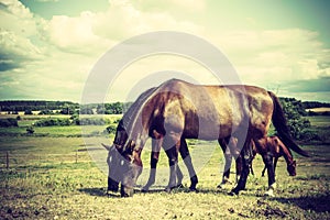 Brown wild horse on meadow idyllic field