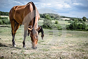 Brown wild horse on meadow idyllic field