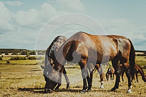 Brown wild horse on meadow idyllic field