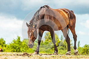 Brown wild horse on meadow idyllic field